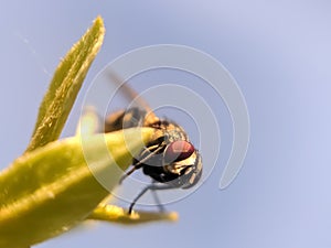 TheÂ houseflyÂ & x28;Musca domeia& x29; is a fly of the suborder Cyclorrhapha. in indian village garden image